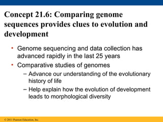 Concept 21.6: Comparing genome
sequences provides clues to evolution and
development
• Genome sequencing and data collection has
advanced rapidly in the last 25 years
• Comparative studies of genomes
– Advance our understanding of the evolutionary
history of life
– Help explain how the evolution of development
leads to morphological diversity
© 2011 Pearson Education, Inc.
 