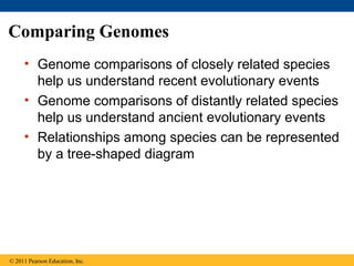 Comparing Genomes
• Genome comparisons of closely related species
help us understand recent evolutionary events
• Genome comparisons of distantly related species
help us understand ancient evolutionary events
• Relationships among species can be represented
by a tree-shaped diagram
© 2011 Pearson Education, Inc.
 