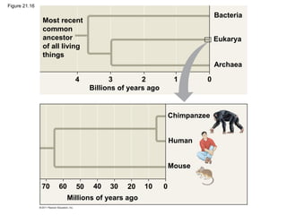 Most recent
common
ancestor
of all living
things
Bacteria
Eukarya
Archaea
Chimpanzee
Human
Mouse
Millions of years ago
Billions of years ago
4 3 2
010203040506070
01
Figure 21.16
 