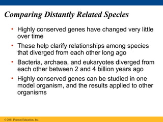 Comparing Distantly Related Species
• Highly conserved genes have changed very little
over time
• These help clarify relationships among species
that diverged from each other long ago
• Bacteria, archaea, and eukaryotes diverged from
each other between 2 and 4 billion years ago
• Highly conserved genes can be studied in one
model organism, and the results applied to other
organisms
© 2011 Pearson Education, Inc.
 