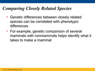 Comparing Closely Related Species
• Genetic differences between closely related
species can be correlated with phenotypic
differences
• For example, genetic comparison of several
mammals with nonmammals helps identify what it
takes to make a mammal
© 2011 Pearson Education, Inc.
 