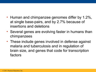 • Human and chimpanzee genomes differ by 1.2%,
at single base-pairs, and by 2.7% because of
insertions and deletions
• Several genes are evolving faster in humans than
chimpanzees
• These include genes involved in defense against
malaria and tuberculosis and in regulation of
brain size, and genes that code for transcription
factors
© 2011 Pearson Education, Inc.
 