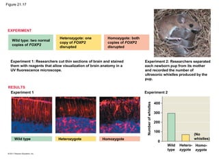 EXPERIMENT
Wild type: two normal
copies of FOXP2
RESULTS
Heterozygote: one
copy of FOXP2
disrupted
Homozygote: both
copies of FOXP2
disrupted
Experiment 1: Researchers cut thin sections of brain and stained
them with reagents that allow visualization of brain anatomy in a
UV fluorescence microscope.
Experiment 1 Experiment 2
Experiment 2: Researchers separated
each newborn pup from its mother
and recorded the number of
ultrasonic whistles produced by the
pup.
Wild type Heterozygote Homozygote
Numberofwhistles
400
300
200
100
0
Wild
type
Hetero-
zygote
Homo-
zygote
(No
whistles)
Figure 21.17
 