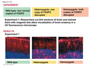EXPERIMENT
Wild type: two normal
copies of FOXP2
RESULTS
Heterozygote: one
copy of FOXP2
disrupted
Homozygote: both
copies of FOXP2
disrupted
Experiment 1: Researchers cut thin sections of brain and stained
them with reagents that allow visualization of brain anatomy in a
UV fluorescence microscope.
Experiment 1
Wild type Heterozygote Homozygote
Figure 21.17a
 