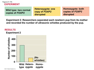 Wild type: two normal
copies of FOXP2
Heterozygote: one
copy of FOXP2
disrupted
Homozygote: both
copies of FOXP2
disrupted
Experiment 2: Researchers separated each newborn pup from its mother
and recorded the number of ultrasonic whistles produced by the pup.
Experiment 2
Numberofwhistles
400
300
200
100
0
Wild
type
Hetero-
zygote
Homo-
zygote
(No
whistles)
EXPERIMENT
RESULTS
Figure 21.17b
 