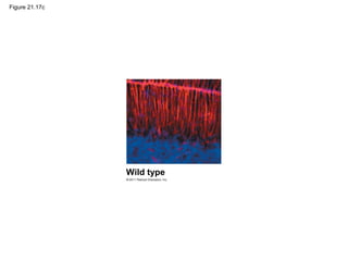 Figure 21.17c
Wild type
 