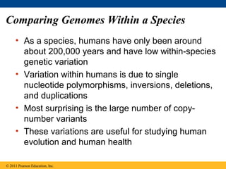 Comparing Genomes Within a Species
• As a species, humans have only been around
about 200,000 years and have low within-species
genetic variation
• Variation within humans is due to single
nucleotide polymorphisms, inversions, deletions,
and duplications
• Most surprising is the large number of copy-
number variants
• These variations are useful for studying human
evolution and human health
© 2011 Pearson Education, Inc.
 
