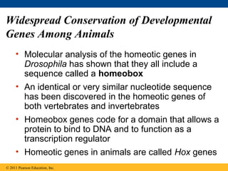 Widespread Conservation of Developmental
Genes Among Animals
• Molecular analysis of the homeotic genes in
Drosophila has shown that they all include a
sequence called a homeobox
• An identical or very similar nucleotide sequence
has been discovered in the homeotic genes of
both vertebrates and invertebrates
• Homeobox genes code for a domain that allows a
protein to bind to DNA and to function as a
transcription regulator
• Homeotic genes in animals are called Hox genes
© 2011 Pearson Education, Inc.
 