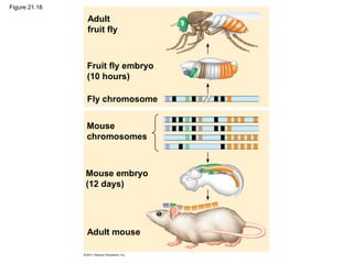 Figure 21.18
Adult
fruit fly
Fruit fly embryo
(10 hours)
Fly chromosome
Mouse
chromosomes
Mouse embryo
(12 days)
Adult mouse
 