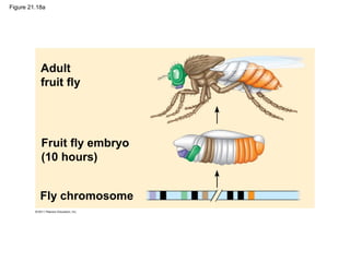 Figure 21.18a
Adult
fruit fly
Fruit fly embryo
(10 hours)
Fly chromosome
 