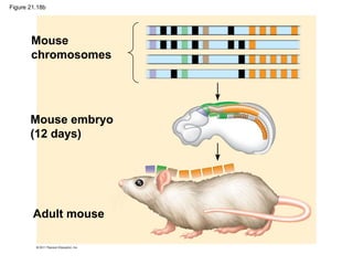 Figure 21.18b
Mouse
chromosomes
Mouse embryo
(12 days)
Adult mouse
 