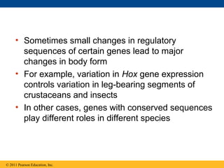 • Sometimes small changes in regulatory
sequences of certain genes lead to major
changes in body form
• For example, variation in Hox gene expression
controls variation in leg-bearing segments of
crustaceans and insects
• In other cases, genes with conserved sequences
play different roles in different species
© 2011 Pearson Education, Inc.
 