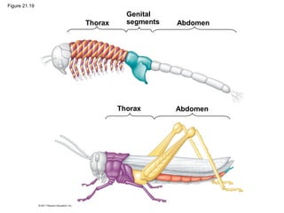 Figure 21.19
Thorax Abdomen
Genital
segments
Thorax Abdomen
 