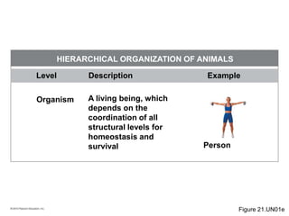 © 2010 Pearson Education, Inc.
Level Description Example
HIERARCHICAL ORGANIZATION OF ANIMALS
Organism A living being, which
depends on the
coordination of all
structural levels for
homeostasis and
survival Person
Figure 21.UN01e
 