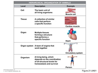 © 2010 Pearson Education, Inc.
Cell
Level
Tissue
Organ
Organ system
Organism
Description
The basic unit of
all living organisms
A collection of similar
cells that perform
a specific function
Multiple tissues
forming a structure
that performs a
specific function
A team of organs that
work together
A living being, which
depends on the coordination
of all structural levels for
homeostasis and survival
Muscle cell
Example
Cardiac muscle
Heart
Circulatory system
Person
HIERARCHICAL ORGANIZATION OF ANIMALS
Figure 21.UN01
 