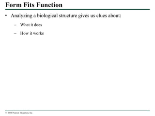 © 2010 Pearson Education, Inc.
Form Fits Function
• Analyzing a biological structure gives us clues about:
– What it does
– How it works
 
