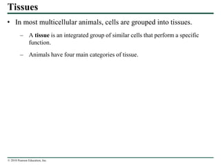 © 2010 Pearson Education, Inc.
Tissues
• In most multicellular animals, cells are grouped into tissues.
– A tissue is an integrated group of similar cells that perform a specific
function.
– Animals have four main categories of tissue.
 