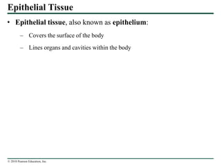 © 2010 Pearson Education, Inc.
Epithelial Tissue
• Epithelial tissue, also known as epithelium:
– Covers the surface of the body
– Lines organs and cavities within the body
 