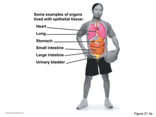 Some examples of organs
lined with epithelial tissue:
Heart
Lung
Stomach
Small intestine
Large intestine
Urinary bladder
Figure 21.3a
 