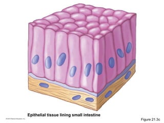Epithelial tissue lining small intestine
Figure 21.3c
 