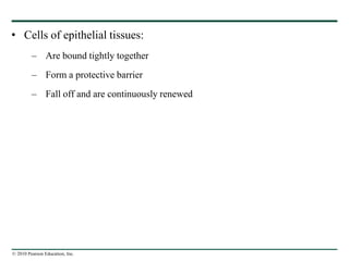 © 2010 Pearson Education, Inc.
• Cells of epithelial tissues:
– Are bound tightly together
– Form a protective barrier
– Fall off and are continuously renewed
 