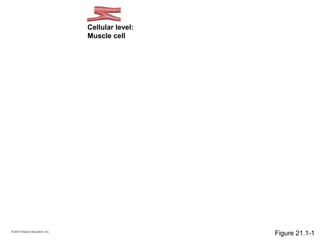 Cellular level:
Muscle cell
Figure 21.1-1
 
