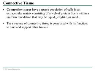 © 2010 Pearson Education, Inc.
Connective Tissue
• Connective tissues have a sparse population of cells in an
extracellular matrix consisting of a web of protein fibers within a
uniform foundation that may be liquid, jellylike, or solid.
• The structure of connective tissue is correlated with its function:
to bind and support other tissues.
 