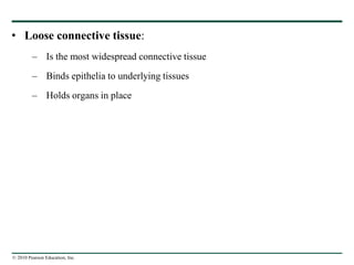 © 2010 Pearson Education, Inc.
• Loose connective tissue:
– Is the most widespread connective tissue
– Binds epithelia to underlying tissues
– Holds organs in place
 