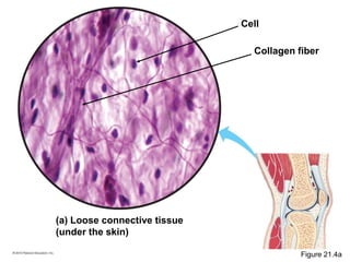 (a) Loose connective tissue
(under the skin)
Cell
Collagen fiber
Figure 21.4a
 