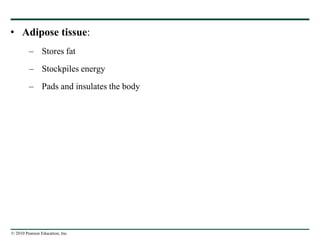 © 2010 Pearson Education, Inc.
• Adipose tissue:
– Stores fat
– Stockpiles energy
– Pads and insulates the body
 