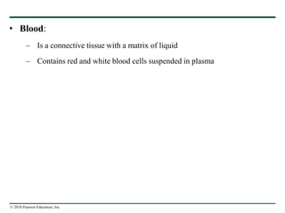 © 2010 Pearson Education, Inc.
• Blood:
– Is a connective tissue with a matrix of liquid
– Contains red and white blood cells suspended in plasma
 