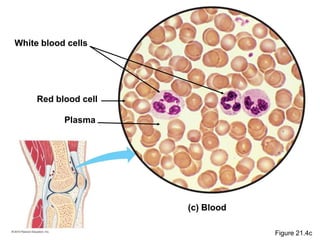 (c) Blood
Plasma
White blood cells
Red blood cell
Figure 21.4c
 