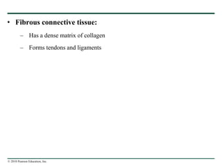 © 2010 Pearson Education, Inc.
• Fibrous connective tissue:
– Has a dense matrix of collagen
– Forms tendons and ligaments
 