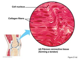 (d) Fibrous connective tissue
(forming a tendon)
Cell nucleus
Collagen fibers
Figure 21.4d
 