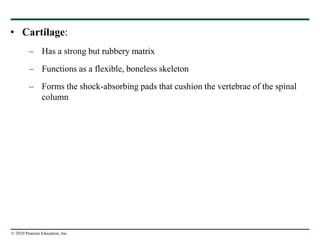 © 2010 Pearson Education, Inc.
• Cartilage:
– Has a strong but rubbery matrix
– Functions as a flexible, boneless skeleton
– Forms the shock-absorbing pads that cushion the vertebrae of the spinal
column
 