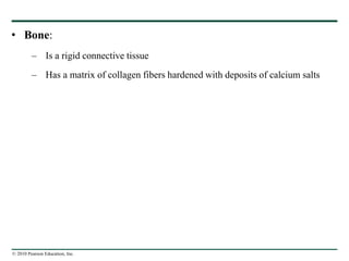 © 2010 Pearson Education, Inc.
• Bone:
– Is a rigid connective tissue
– Has a matrix of collagen fibers hardened with deposits of calcium salts
 