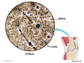 (f) Bone
Cells
Matrix
Figure 21.4f
 