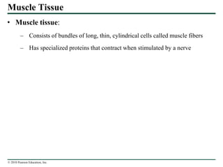 © 2010 Pearson Education, Inc.
Muscle Tissue
• Muscle tissue:
– Consists of bundles of long, thin, cylindrical cells called muscle fibers
– Has specialized proteins that contract when stimulated by a nerve
 