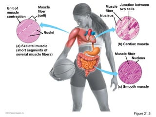 (a) Skeletal muscle
(short segments of
several muscle fibers)
(b) Cardiac muscle
Unit of
muscle
contraction
Muscle
fiber
(cell)
Muscle
fiber
Junction between
two cells
(c) Smooth muscle
Nucleus
Nucleus
Muscle fiber
Nuclei
Figure 21.5
 
