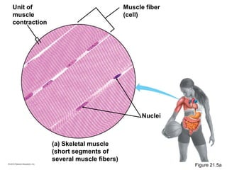 (a) Skeletal muscle
(short segments of
several muscle fibers)
Unit of
muscle
contraction
Muscle fiber
(cell)
Nuclei
Figure 21.5a
 