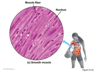 (c) Smooth muscle
Muscle fiber
Nucleus
Figure 21.5c
 
