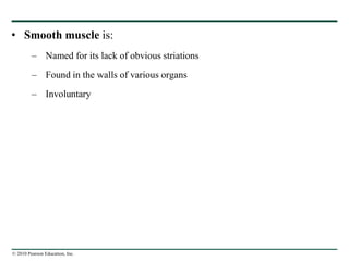 © 2010 Pearson Education, Inc.
• Smooth muscle is:
– Named for its lack of obvious striations
– Found in the walls of various organs
– Involuntary
 