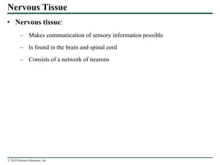 © 2010 Pearson Education, Inc.
Nervous Tissue
• Nervous tissue:
– Makes communication of sensory information possible
– Is found in the brain and spinal cord
– Consists of a network of neurons
 