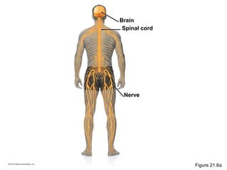 Brain
Nerve
Spinal cord
Figure 21.6a
 