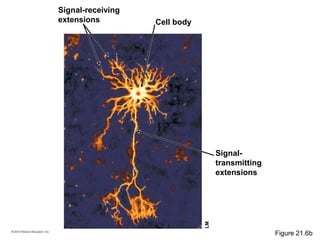 Signal-receiving
extensions Cell body
Signal-
transmitting
extensions
LM
Figure 21.6b
 
