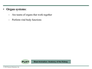 © 2010 Pearson Education, Inc.
• Organ systems:
– Are teams of organs that work together
– Perform vital body functions
Blast Animation: Anatomy of the Kidney
 