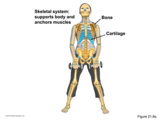 Skeletal system:
supports body and
anchors muscles
Cartilage
Bone
Figure 21.8a
 