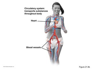 Circulatory system:
transports substances
throughout body
Blood vessels
Heart
Figure 21.8b
 
