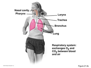 Respiratory system:
exchanges O2 and
CO2 between blood
and air
Nasal cavity
Bronchus
Pharynx
Trachea
Larynx
Lung
Figure 21.8c
 