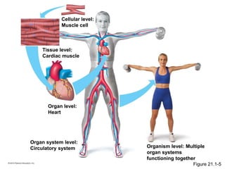 Cellular level:
Muscle cell
Tissue level:
Cardiac muscle
Organ level:
Heart
Organ system level:
Circulatory system Organism level: Multiple
organ systems
functioning together
Figure 21.1-5
 